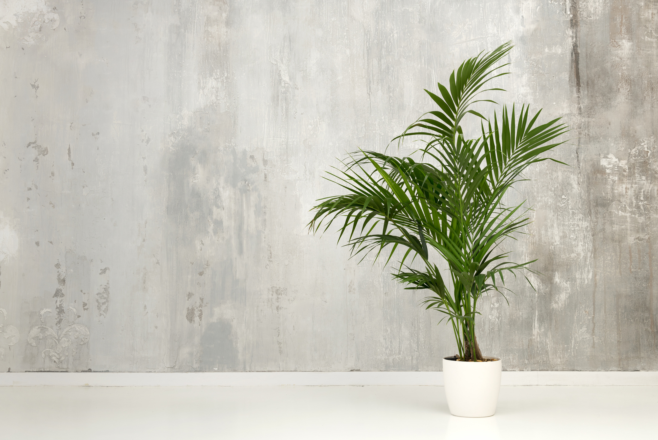 Potted Kentia Palm Plant Against a Gray Concrete Wall